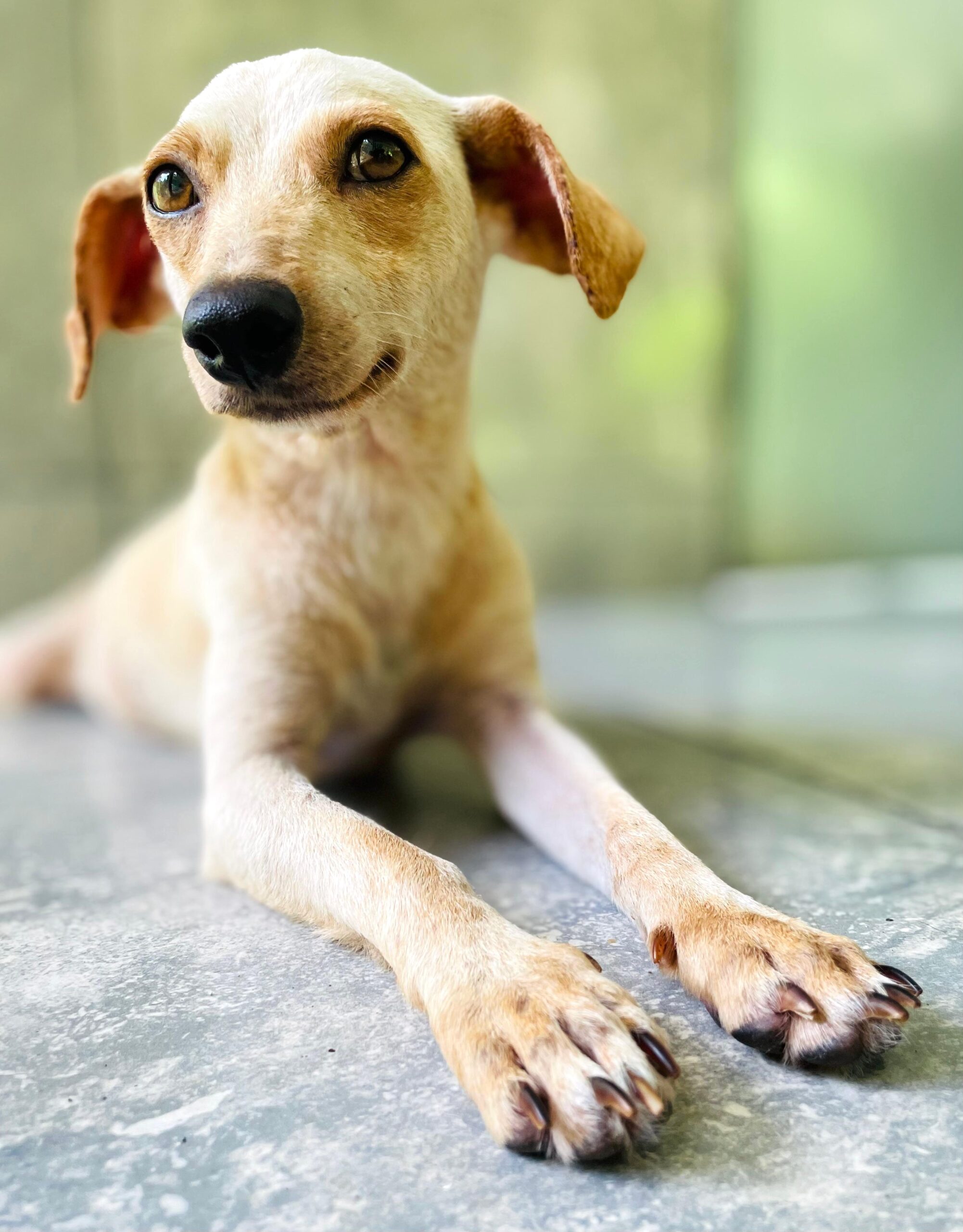 White dog with tan ears and eyes with spots on her paws.