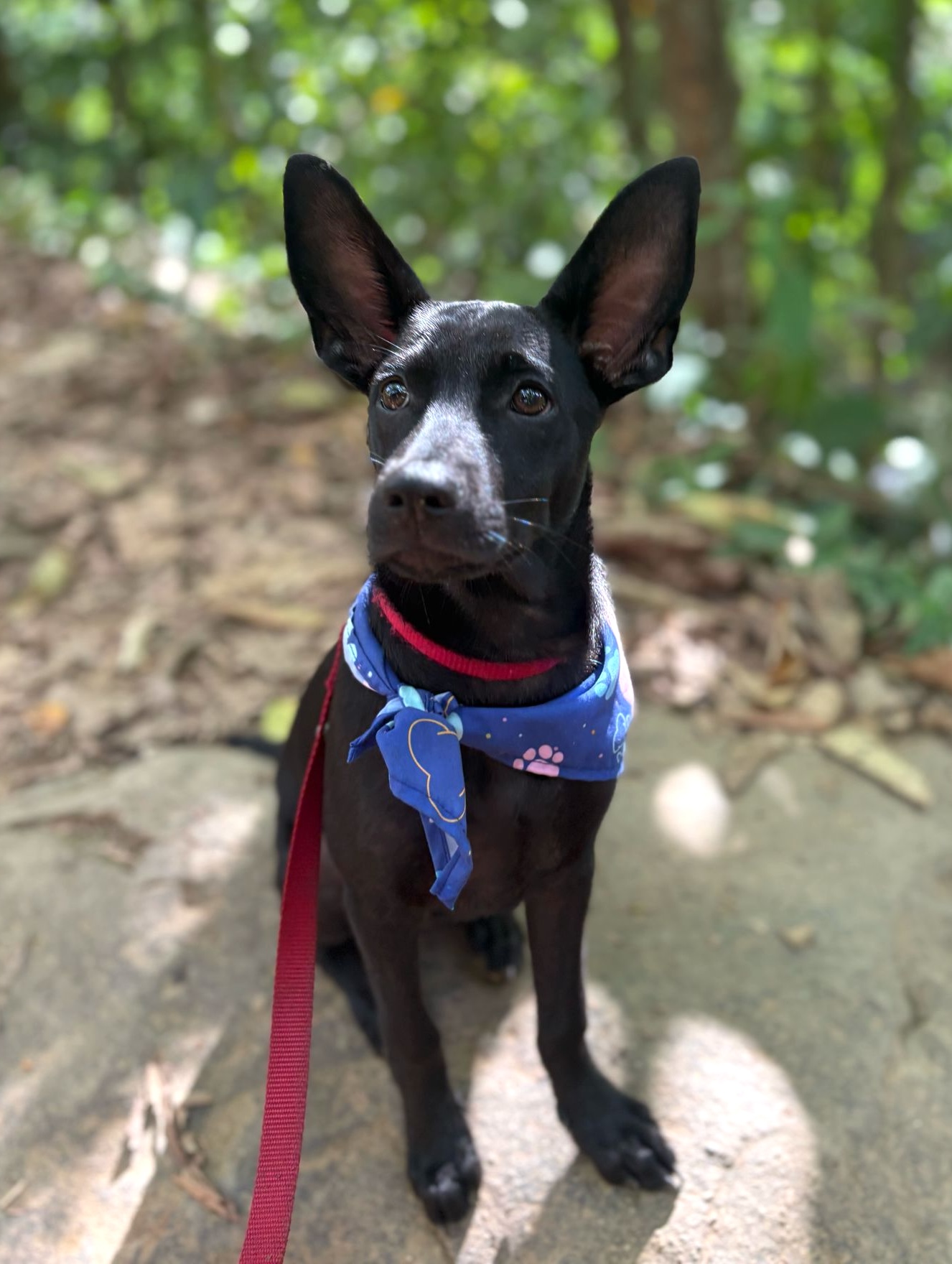 Black dog with large ears wearing a blue bandana.