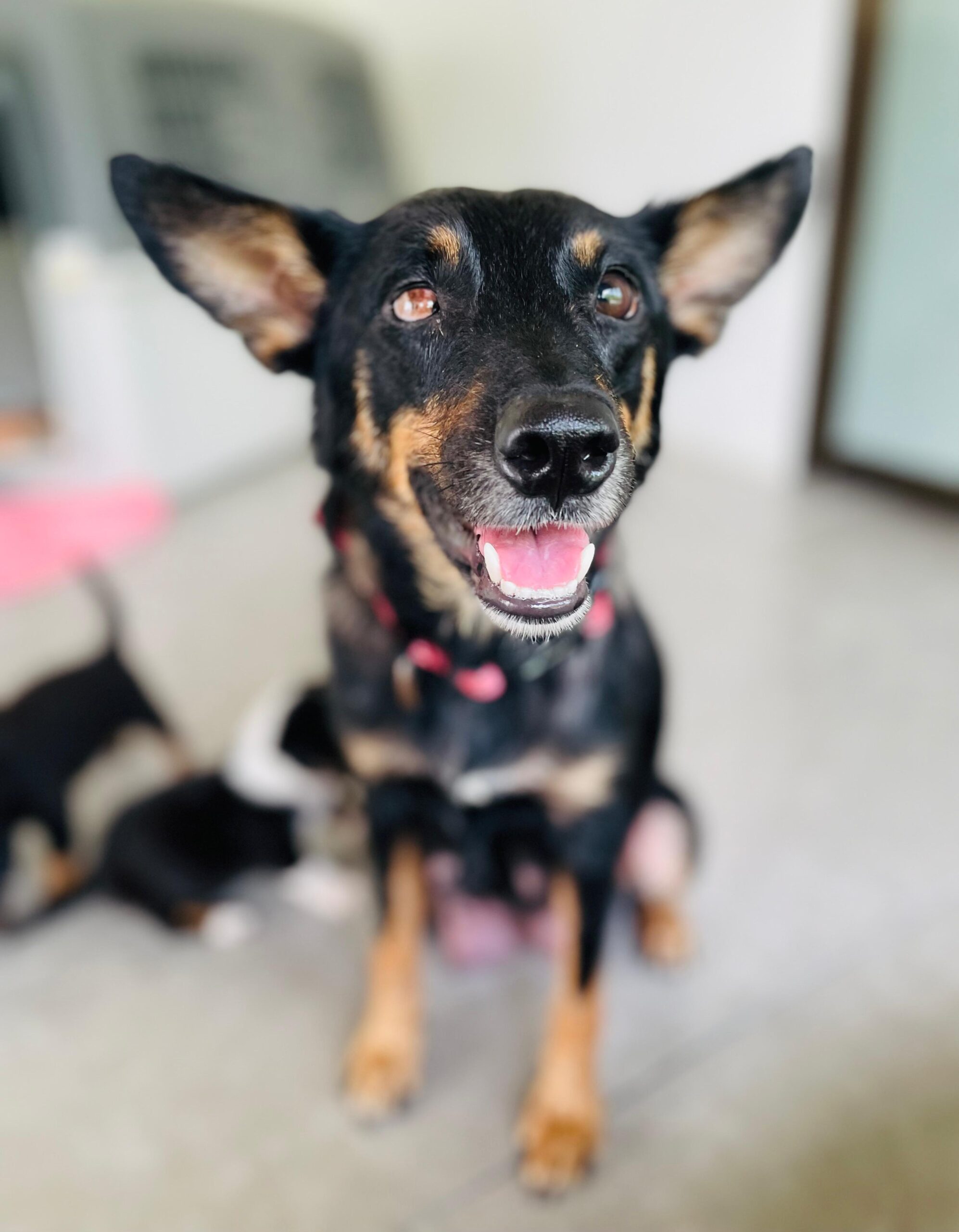 Sheba is a black dog with brown accents and pretty ears.