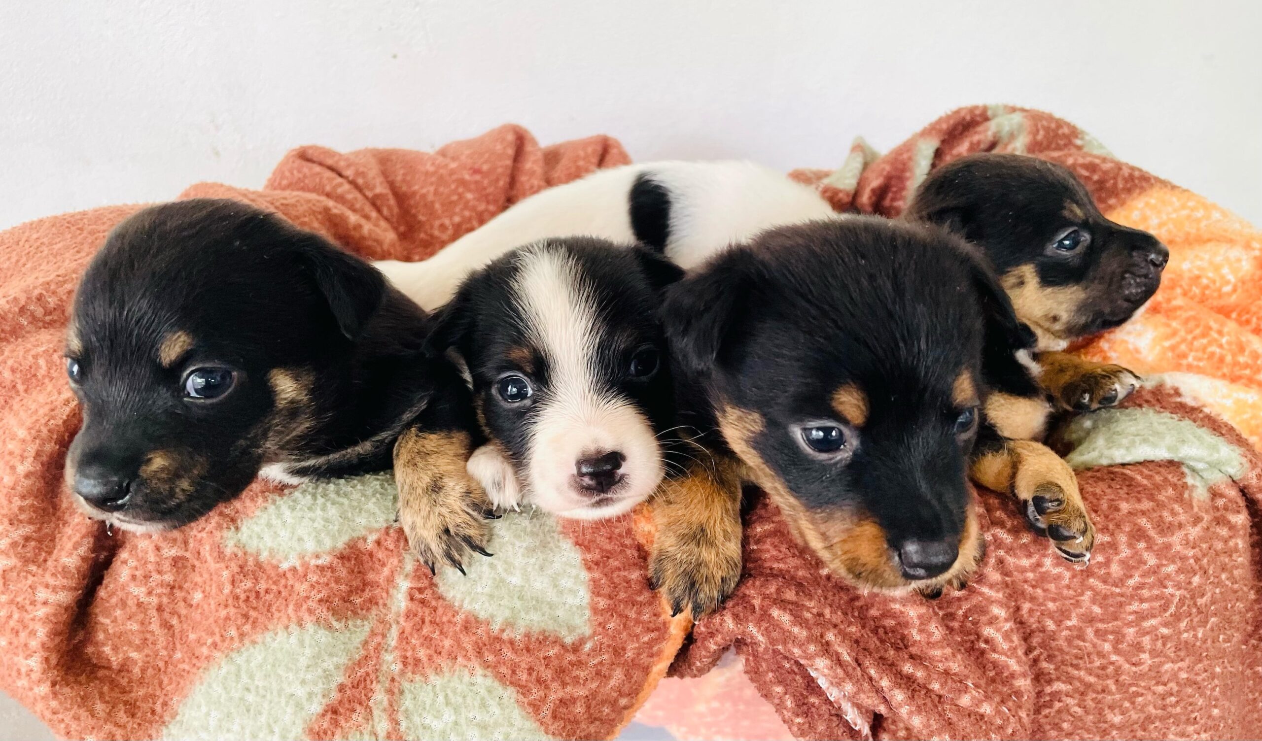 Four puppies — black, brown, and white.