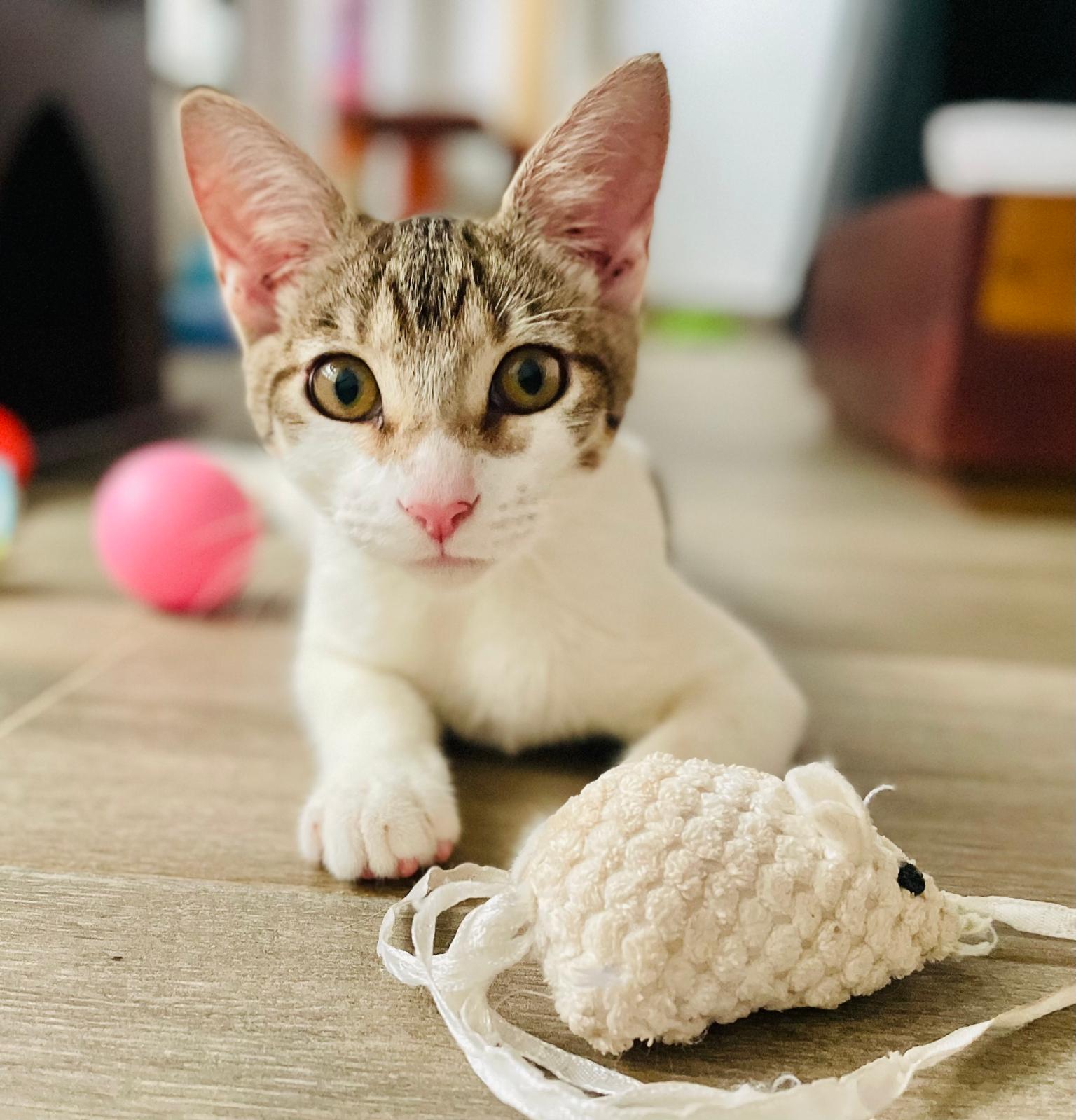 Cute tabby with some yarn looking at the camera.